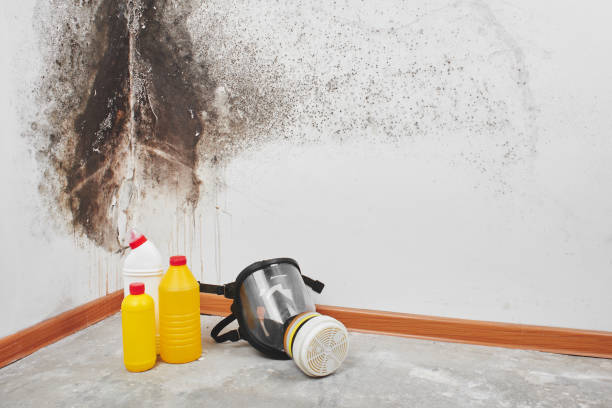 Best White Mold Remediation in Granite Falls, MN