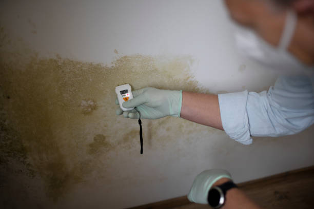 Best DIY Mold Remediation Support Services in Granite Falls, MN