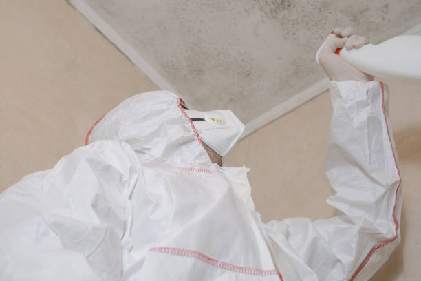 Best Attic Mold Remediation in Granite Falls, MN
