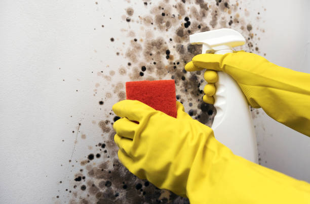 Best Bathroom Mold Remediation in Granite Falls, MN