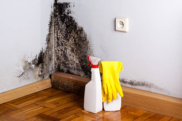 Best Preventive Mold Services in Granite Falls, MN