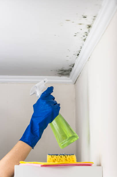 Best HVAC Mold Remediation in Granite Falls, MN